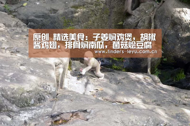 原创 精选美食:子姜焖鸡煲,胡椒酱鸡翅,排骨焖南瓜,菌菇烩豆腐的做法_乐鱼网站(图1) 乐鱼中国体育