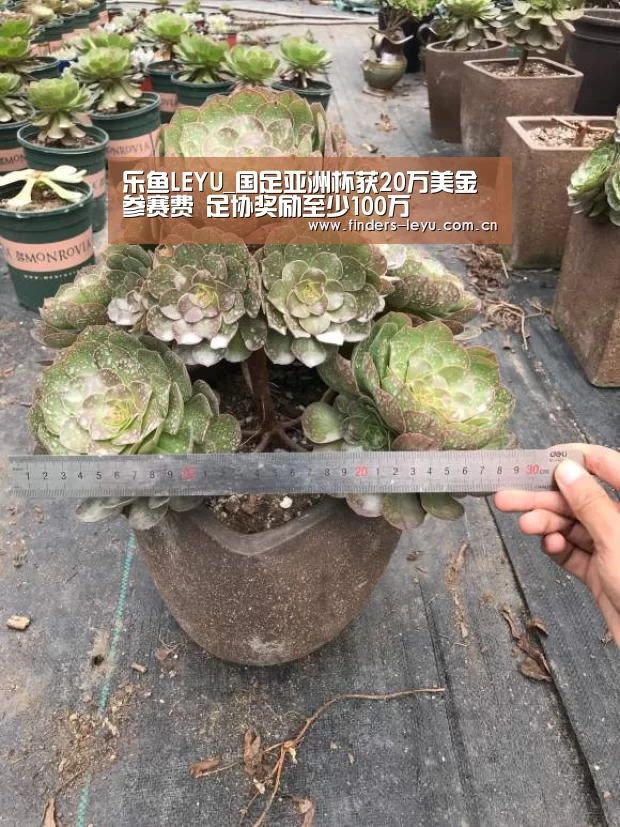 乐鱼中国体育